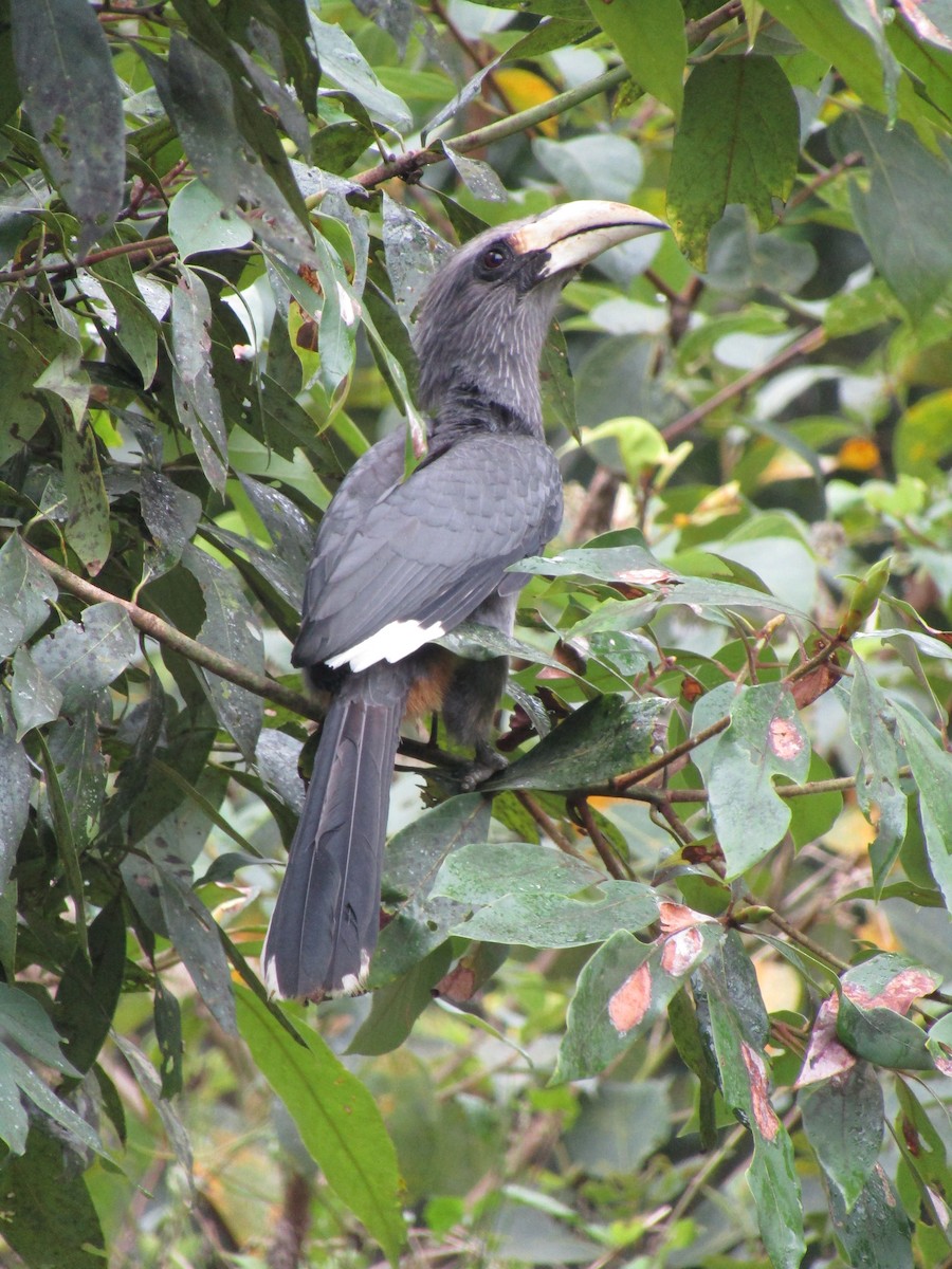 Malabar Gray Hornbill - ML299343961