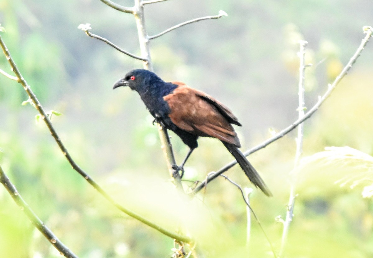 Greater Coucal - ML299344151
