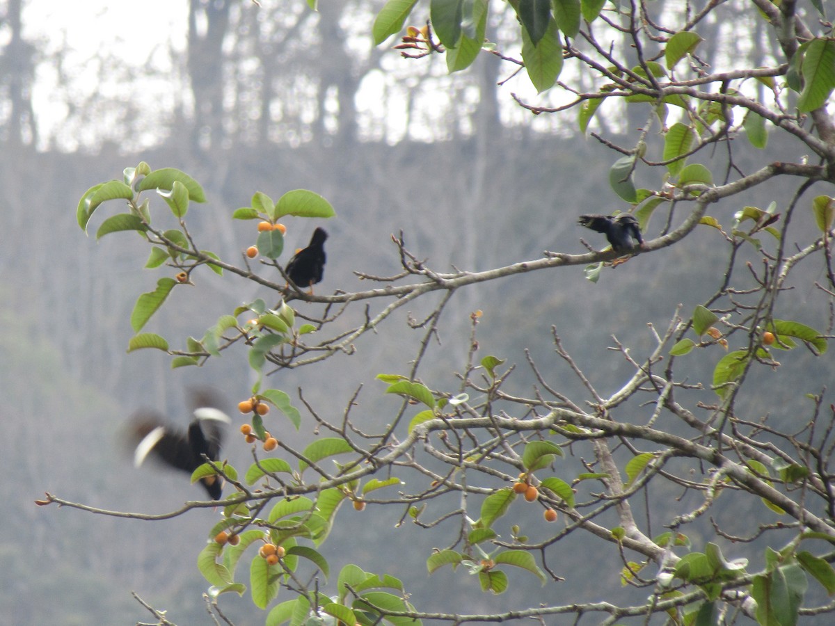 Southern Hill Myna - ML299347121