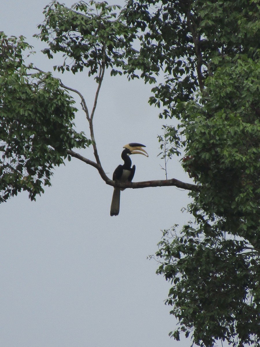 Malabar Pied-Hornbill - ML299347131