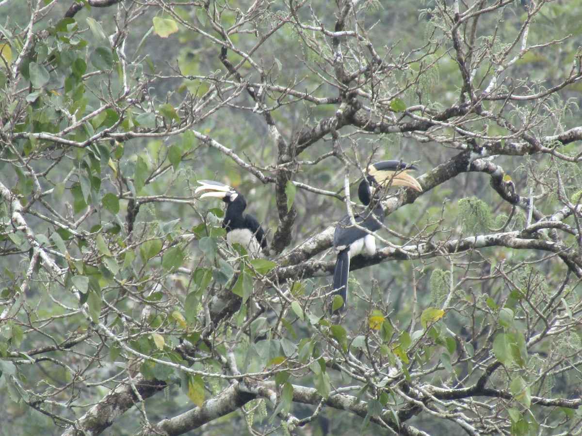 Malabar Pied-Hornbill - ML299347181