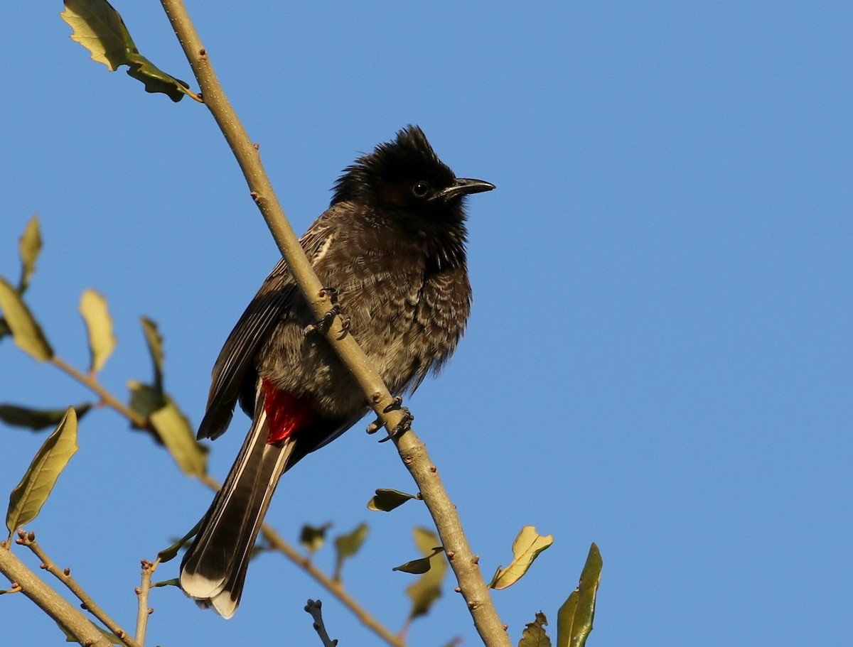 Red-vented Bulbul - ML299348421