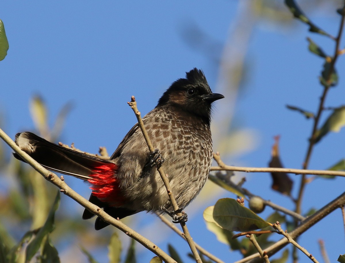 Red-vented Bulbul - ML299348431