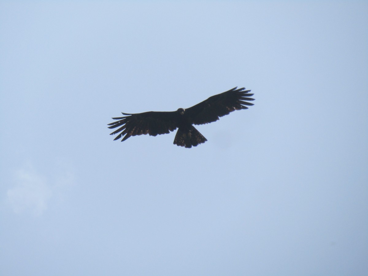 Black Eagle - ML299348651