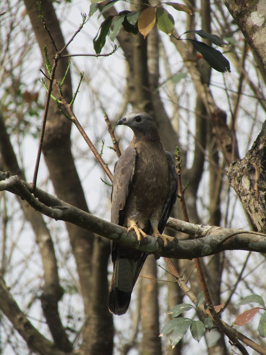 Oriental Honey-buzzard - ML299348871