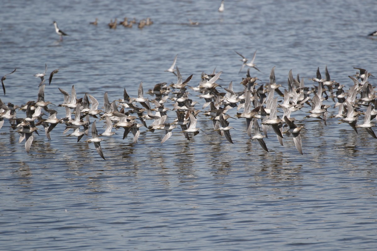 Long-billed Dowitcher - ML299348891