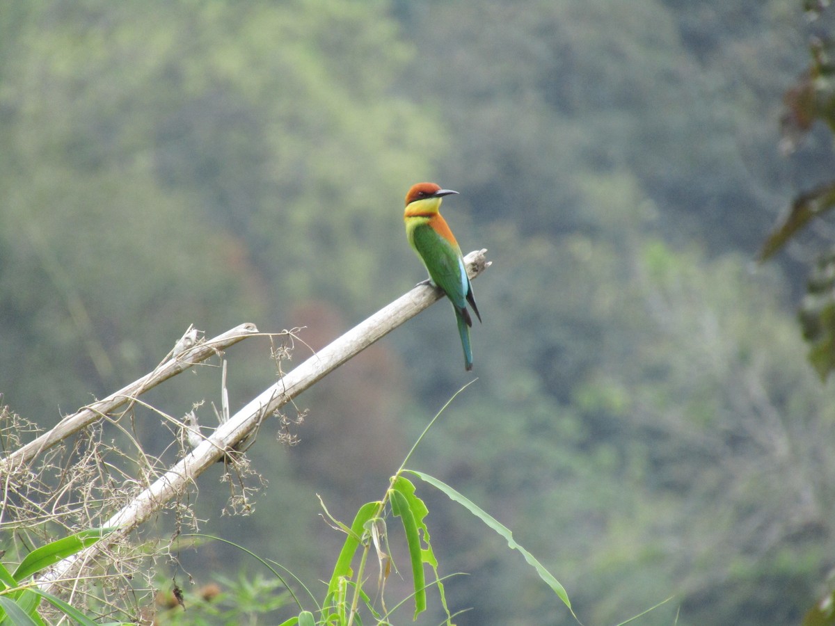 Chestnut-headed Bee-eater - ML299349101