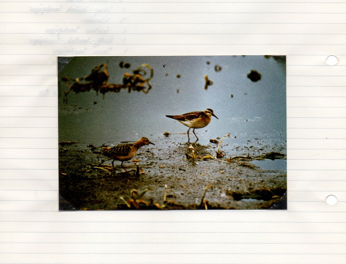 Sharp-tailed Sandpiper - ML299349581