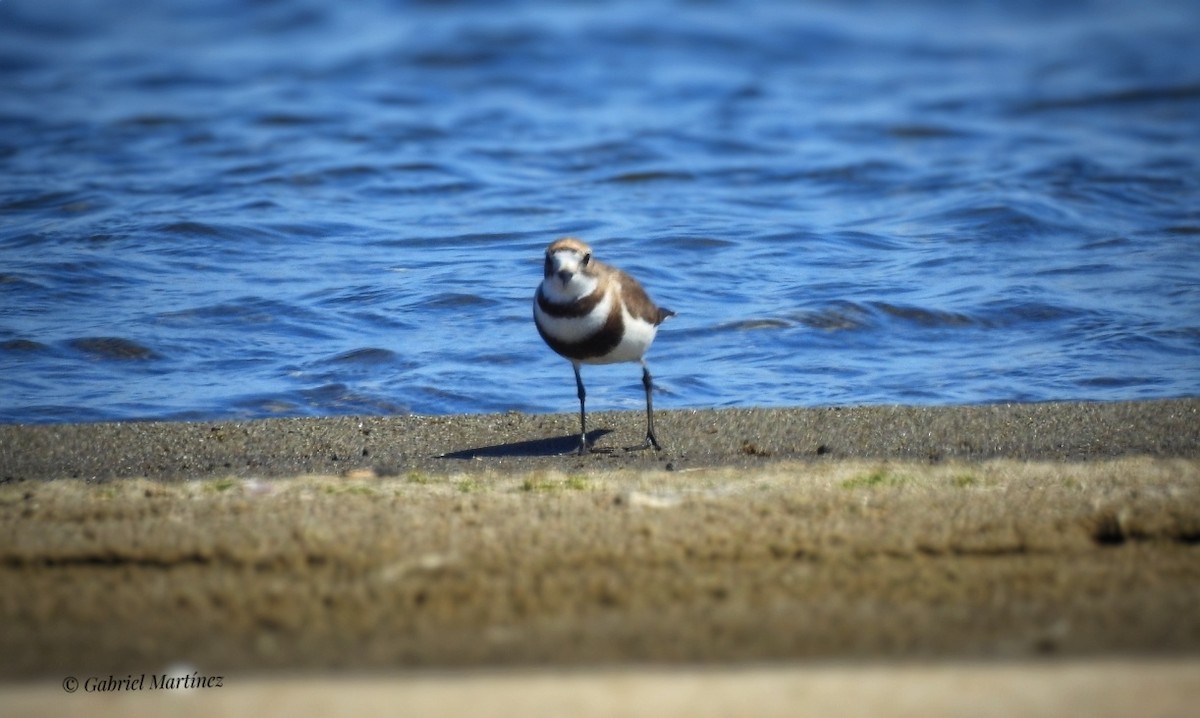 Two-banded Plover - Gabriel Martínez 🦉