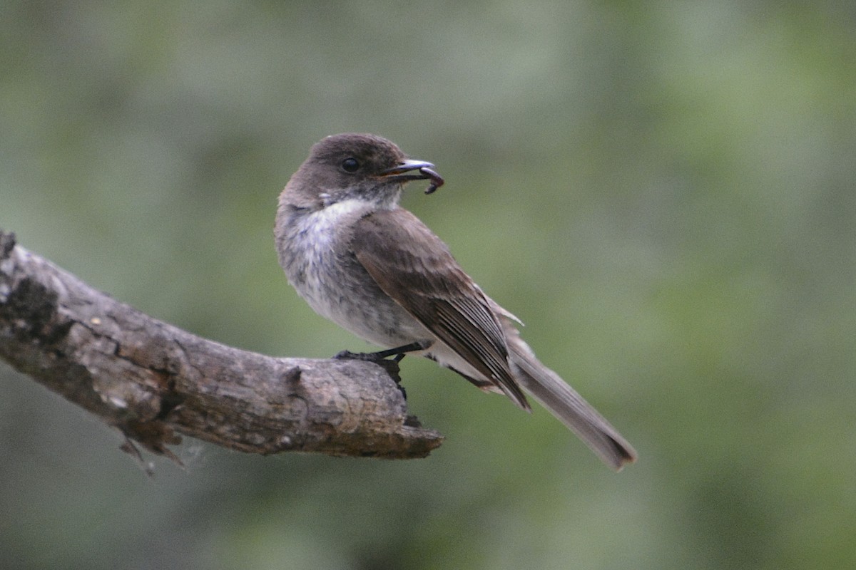 Eastern Phoebe - ML29935041