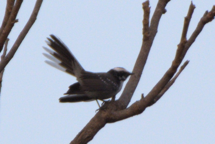 White-browed Fantail - ML299351641