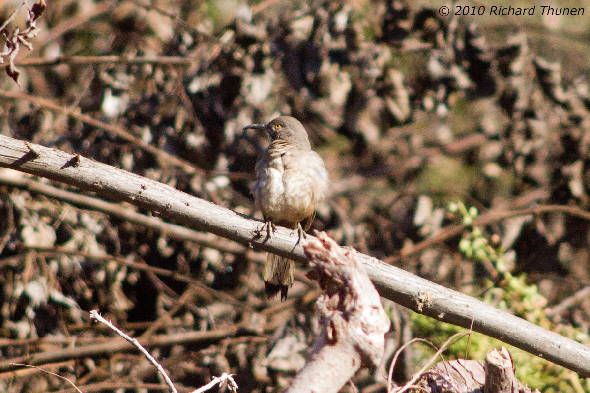 Curve-billed Thrasher - ML299353481