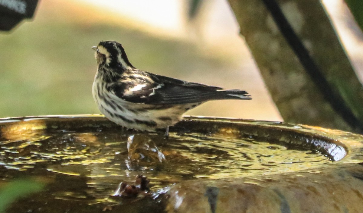 Black-and-white Warbler - ML299353501