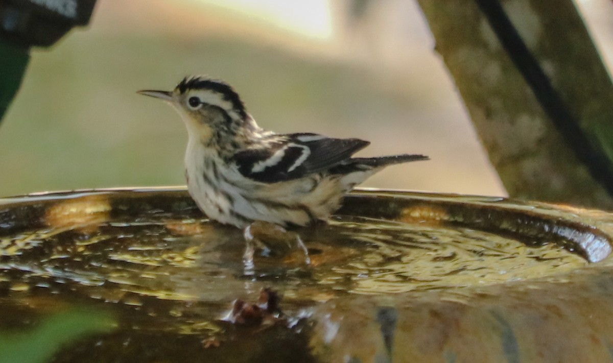 Black-and-white Warbler - ML299353511