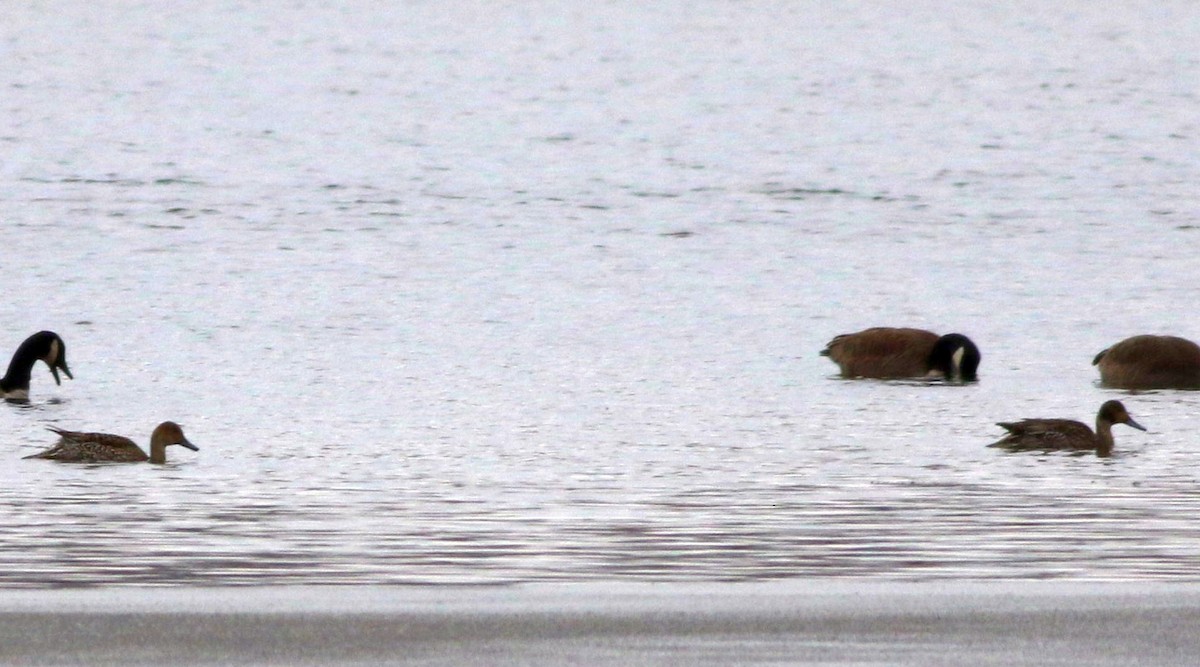 Northern Pintail - ML299353581