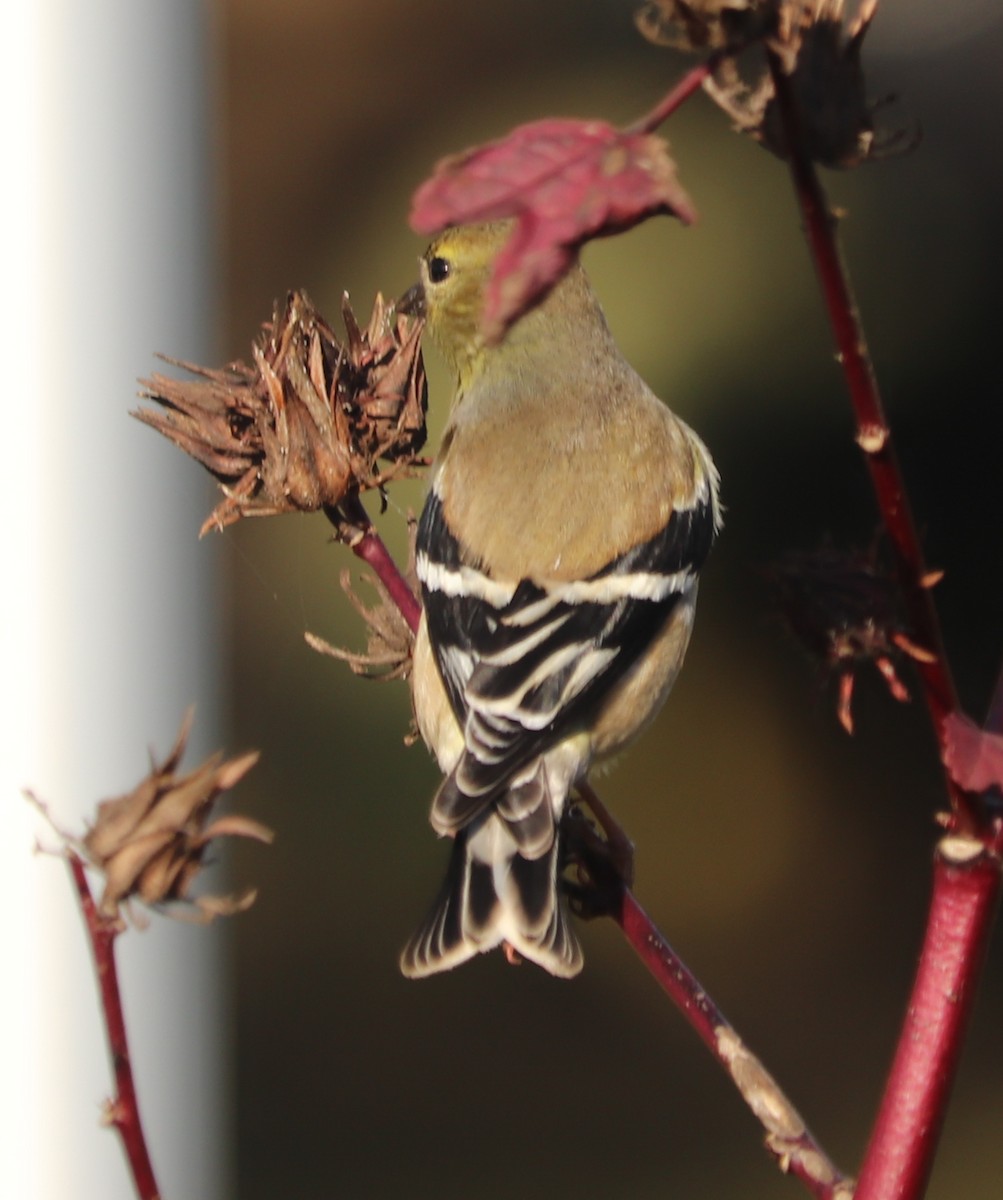 American Goldfinch - ML299353591