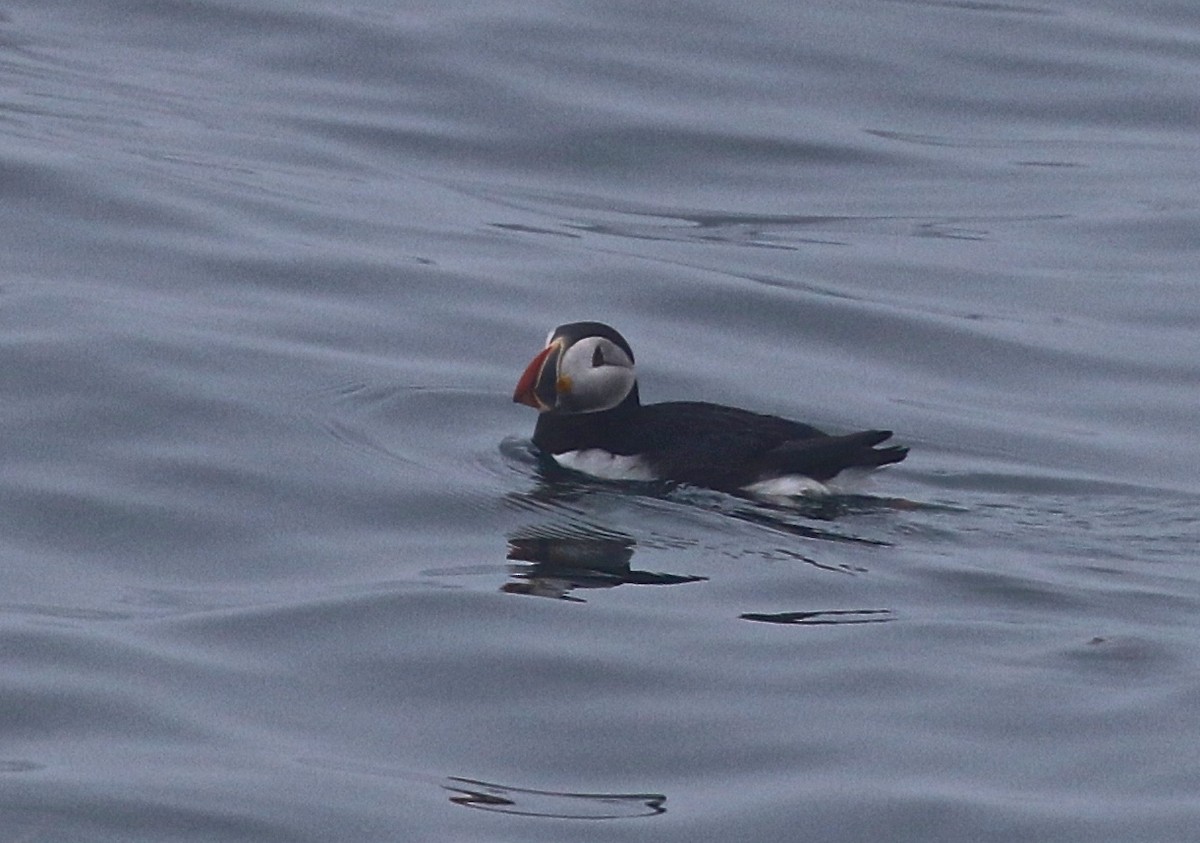 Atlantic Puffin - Harold Brewer