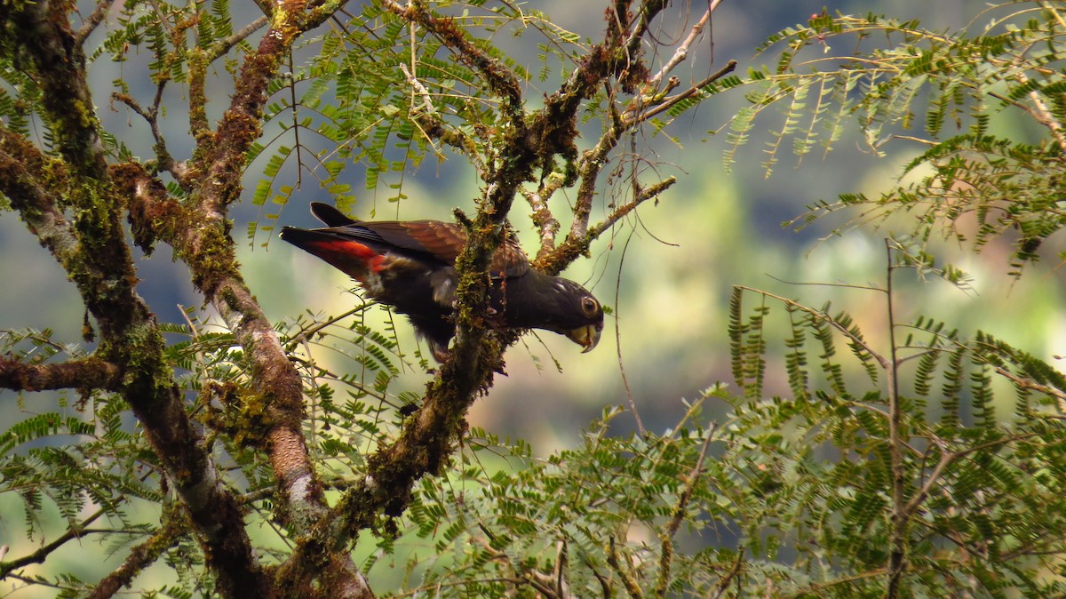 Bronze-winged Parrot - Jorge Muñoz García   CAQUETA BIRDING