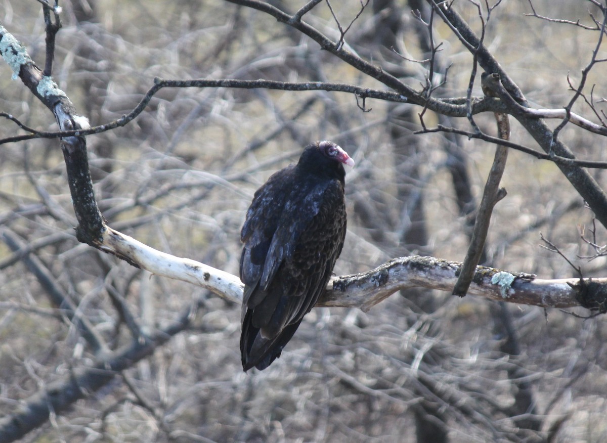 Turkey Vulture - ML299355351