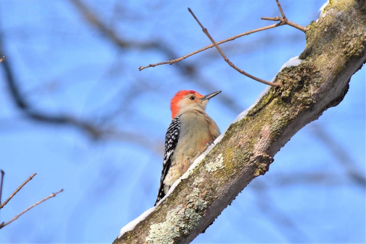 Red-bellied Woodpecker - Richard Chirichiello
