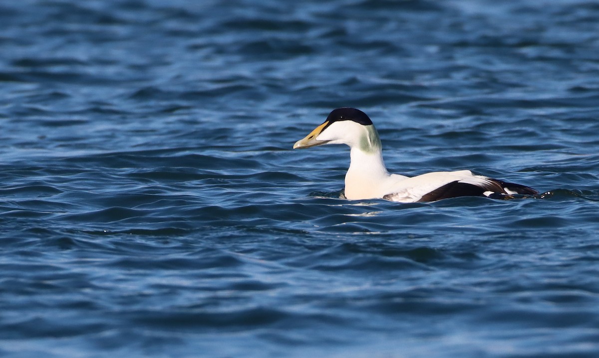 Common Eider (Northern) - ML299356271