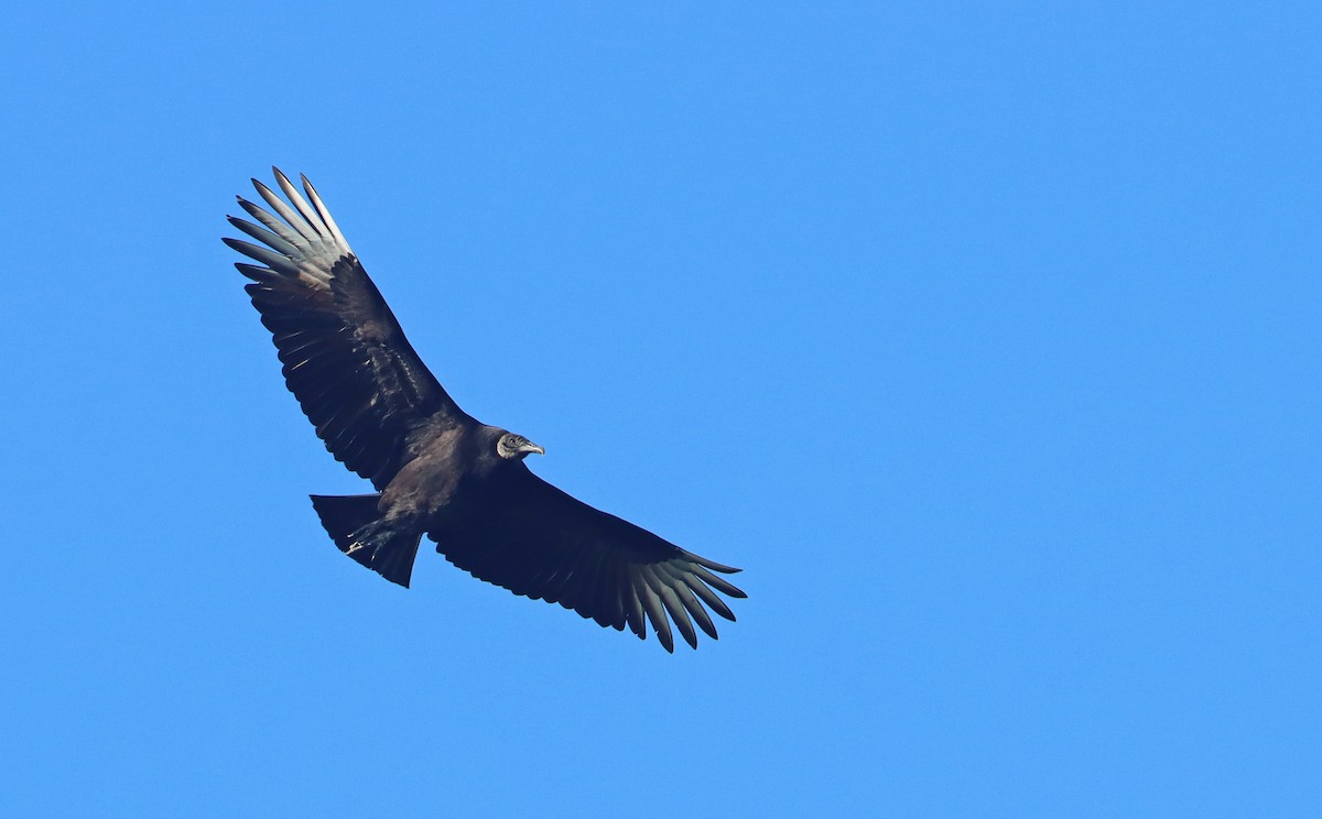 Black Vulture - ML299356411