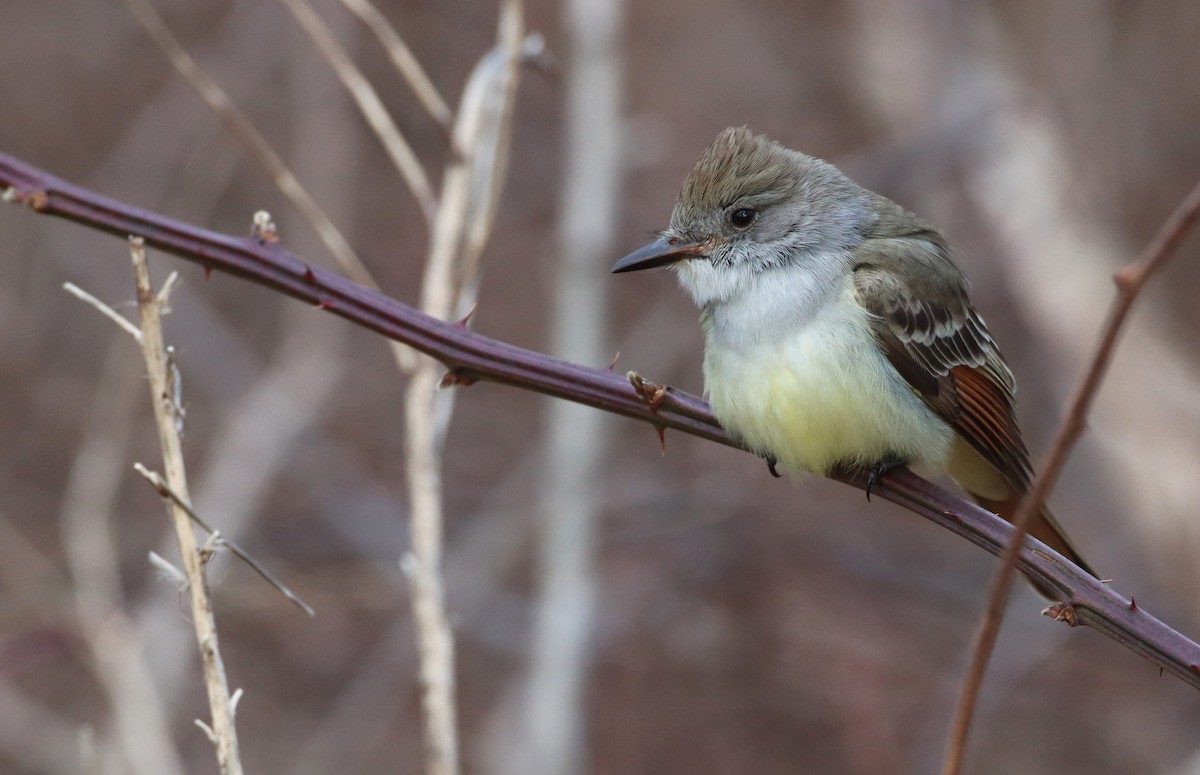 Ash-throated Flycatcher - ML299357181