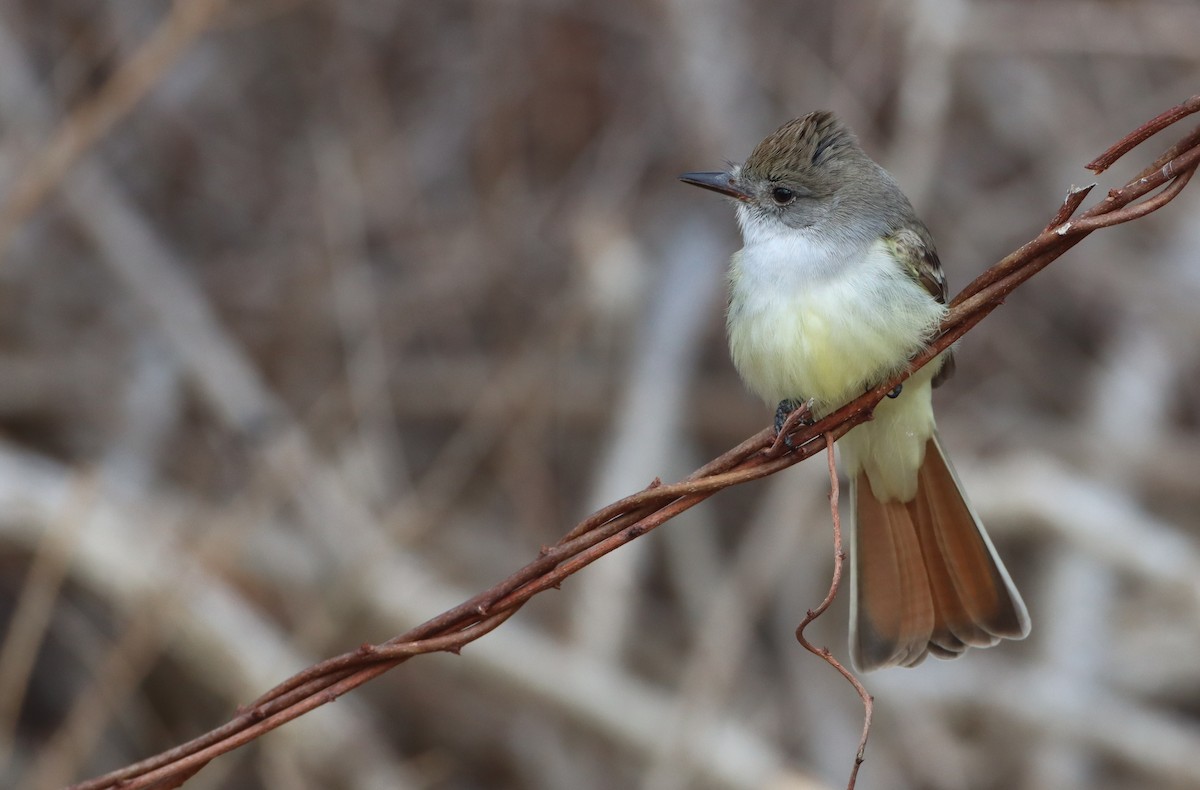 Ash-throated Flycatcher - ML299357191