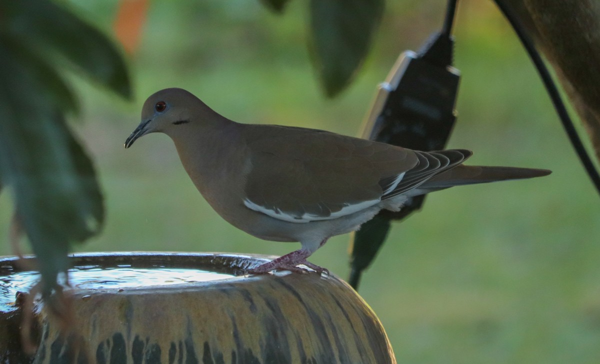 White-winged Dove - ML299357321