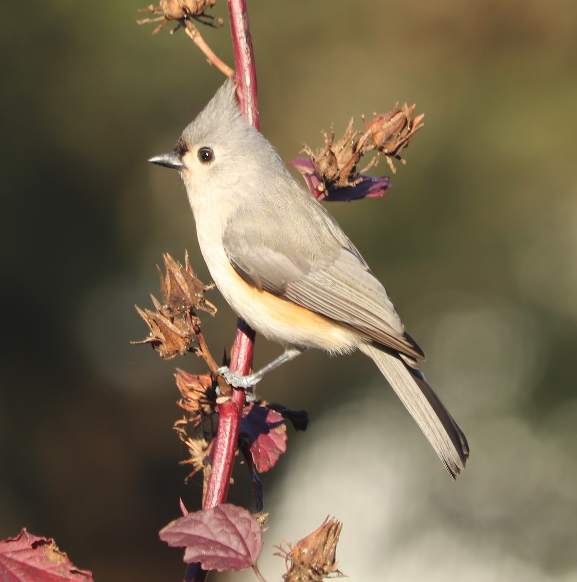 Tufted Titmouse - ML299357341