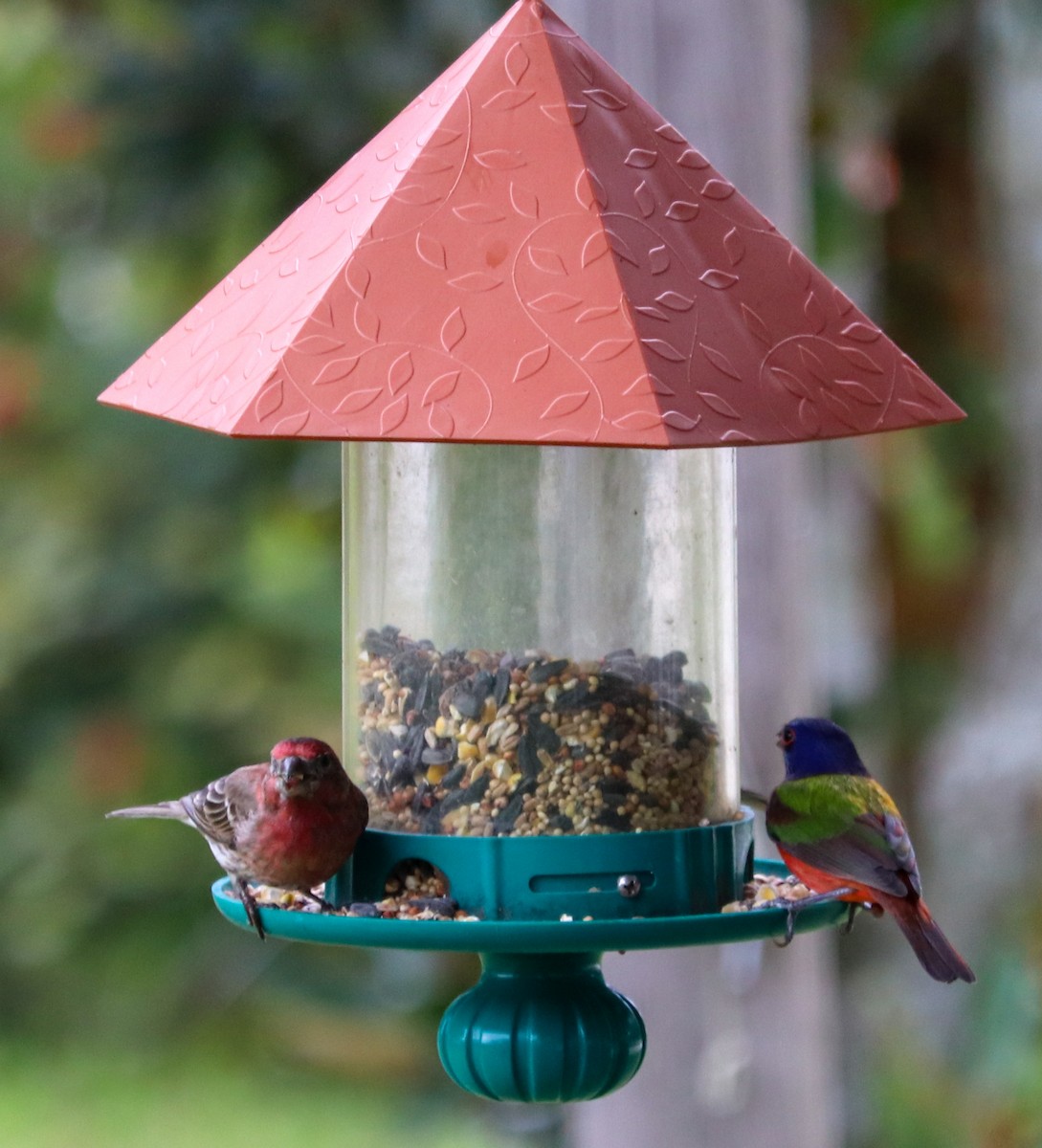 House Finch - ML299357491