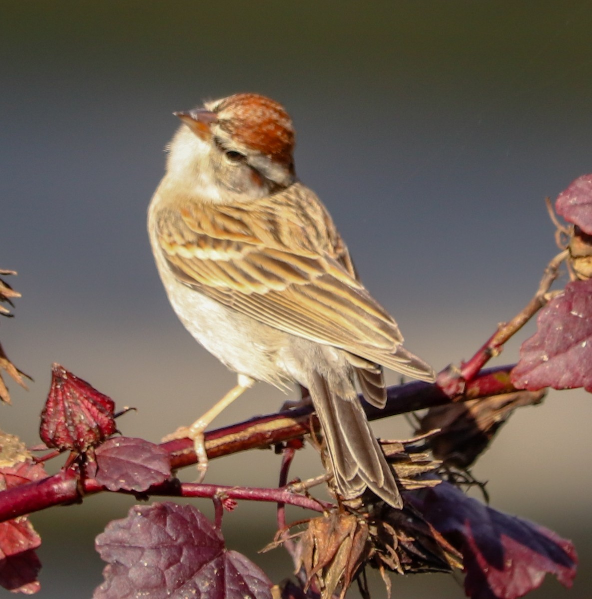 Chipping Sparrow - ML299357571