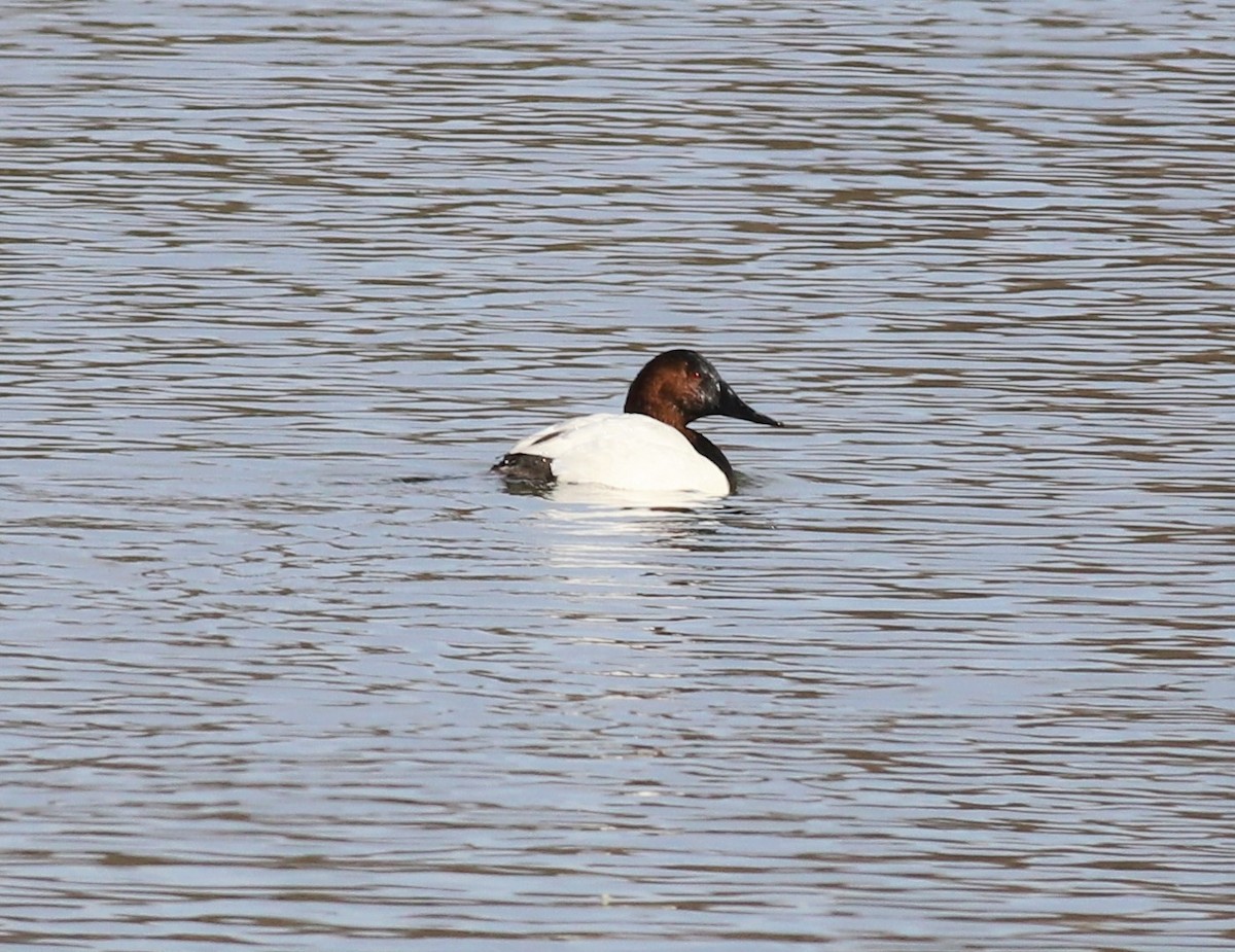 Canvasback - Mike Riley