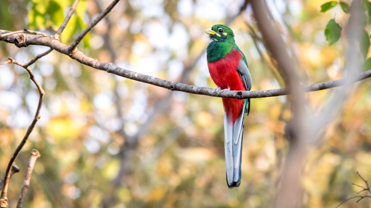 trogon africký - ML299361341