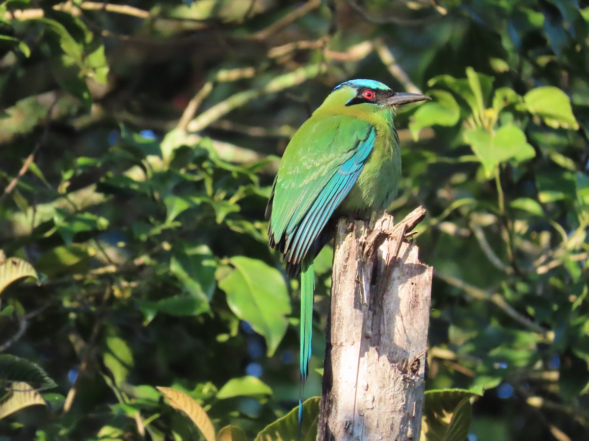 Blue-capped Motmot - Héctor Cano