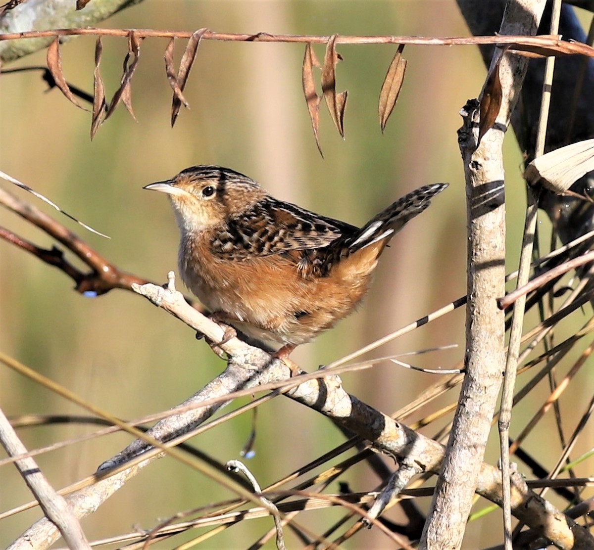 Sedge Wren - ML299361751