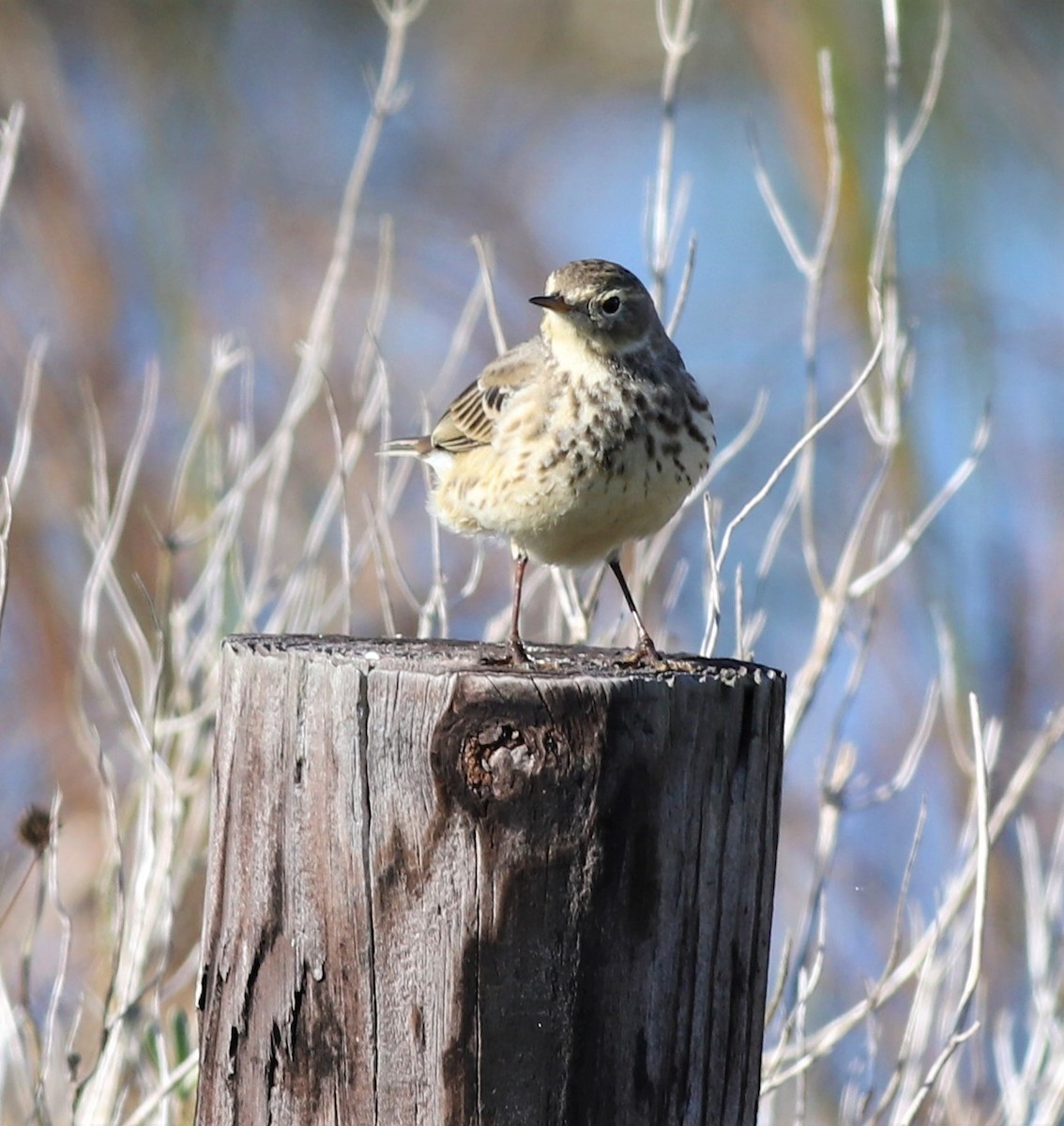 American Pipit - Mike Riley