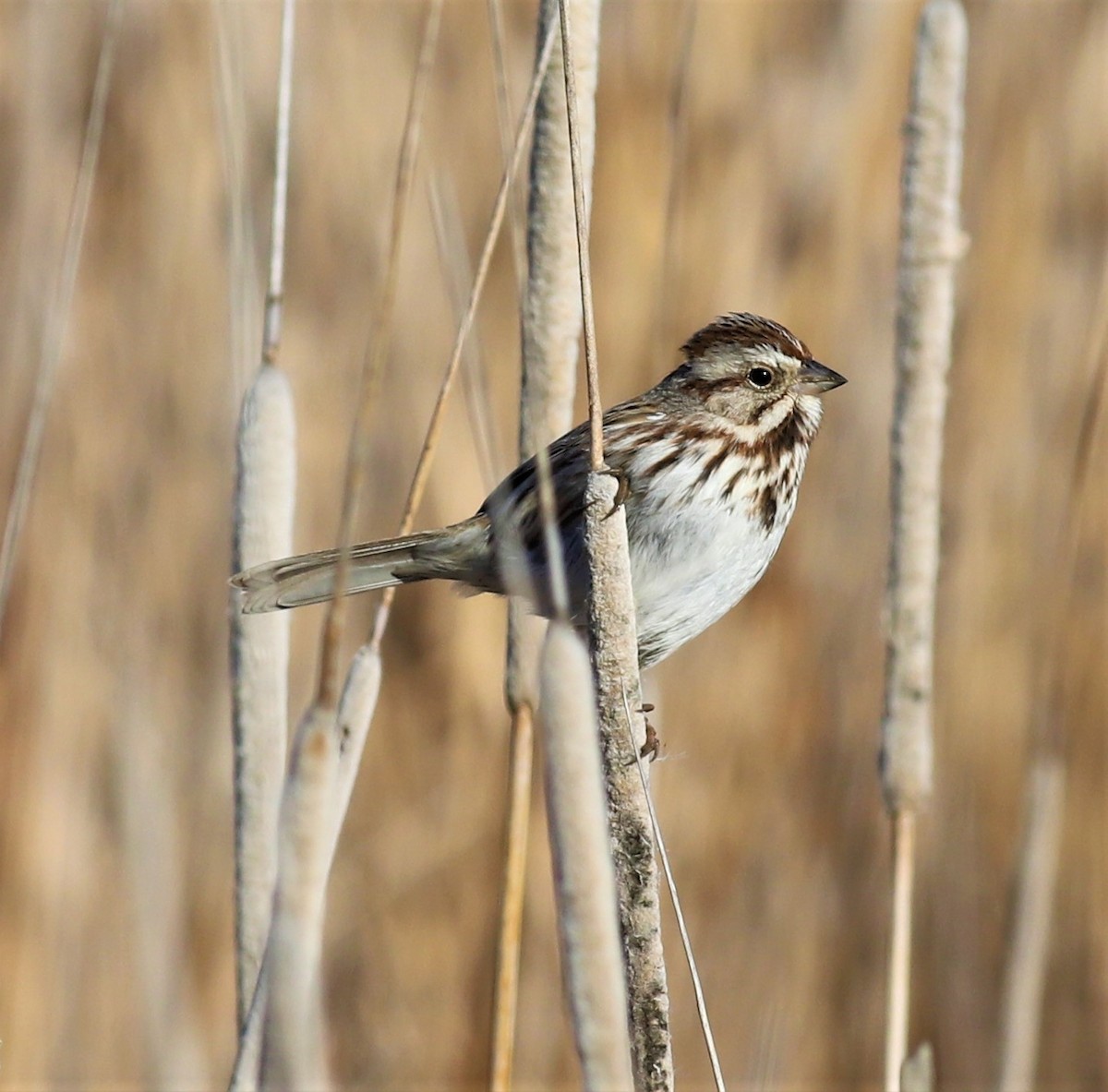 Song Sparrow - Mike Riley