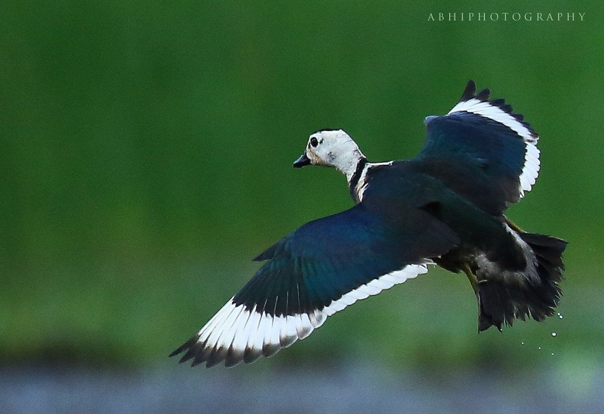 Cotton Pygmy-Goose - ML299363291