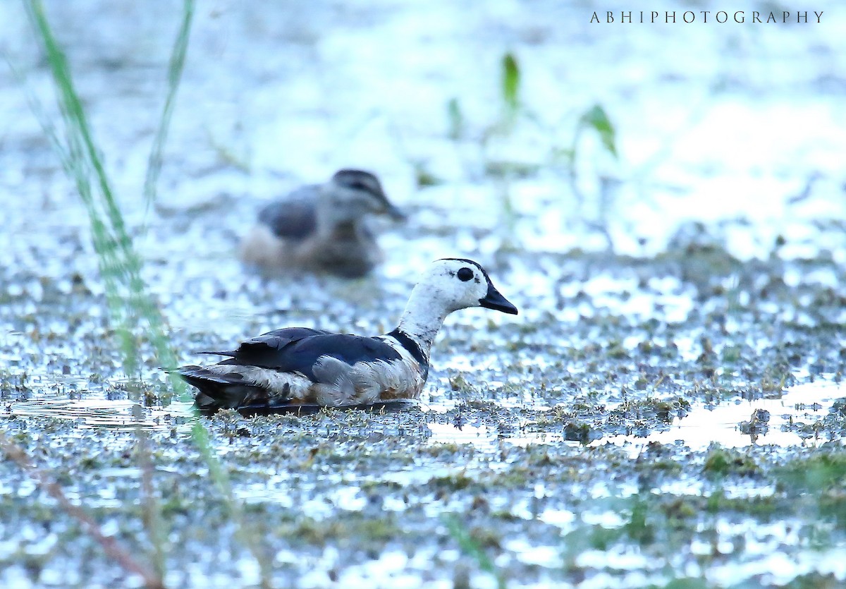 Cotton Pygmy-Goose - ML299363341