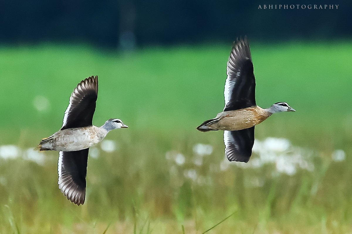 Cotton Pygmy-Goose - ML299363991