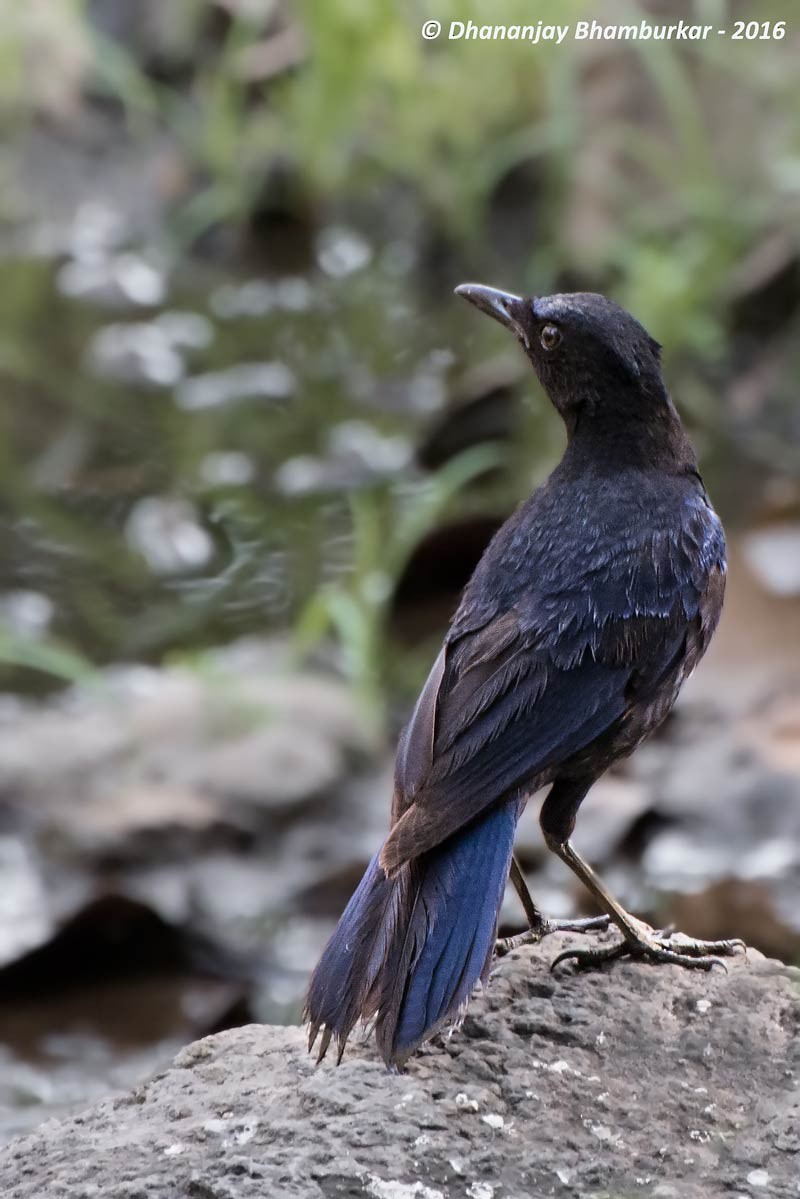 Malabar Whistling-Thrush - ML29936781