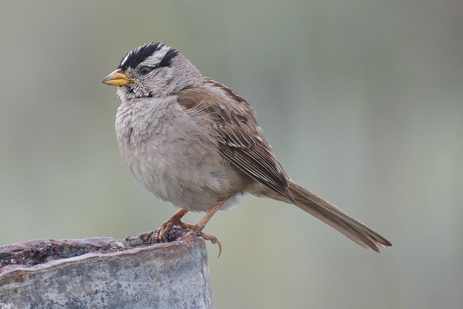 White-crowned Sparrow (nuttalli) - ML29936891