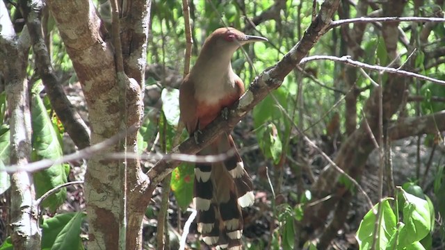Puerto Rican Lizard-Cuckoo - ML299370741