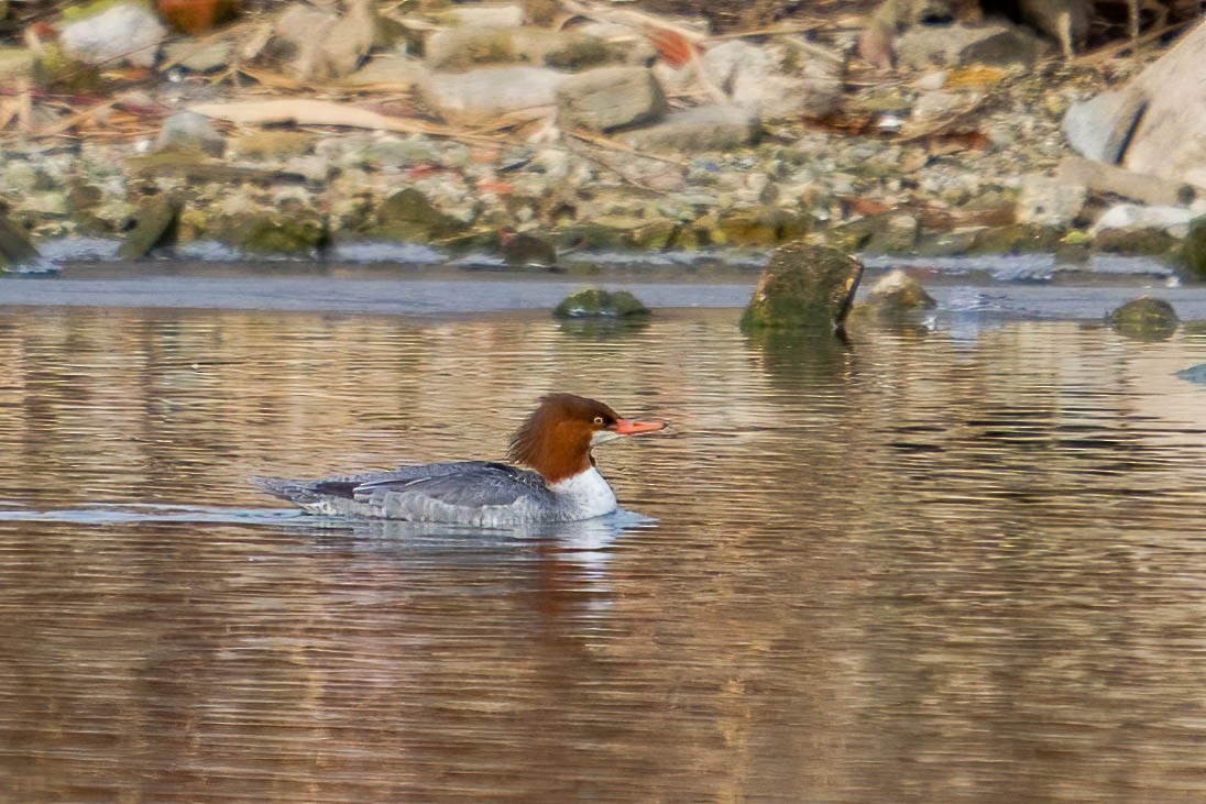 Common Merganser - Michael & Ellen LAM