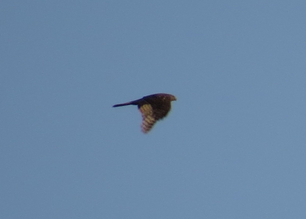 Azor/Gavilán sp.  (Accipiter sp.) - ML29937161