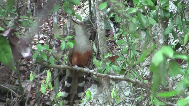 Puerto Rican Lizard-Cuckoo - ML299372031