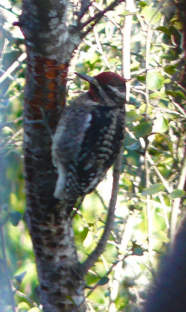 Yellow-bellied Sapsucker - ML299372181