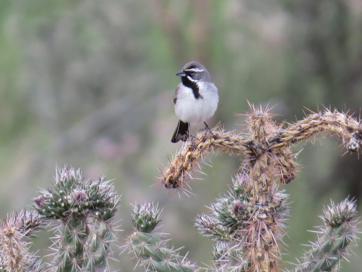 Black-throated Sparrow - ML29937481