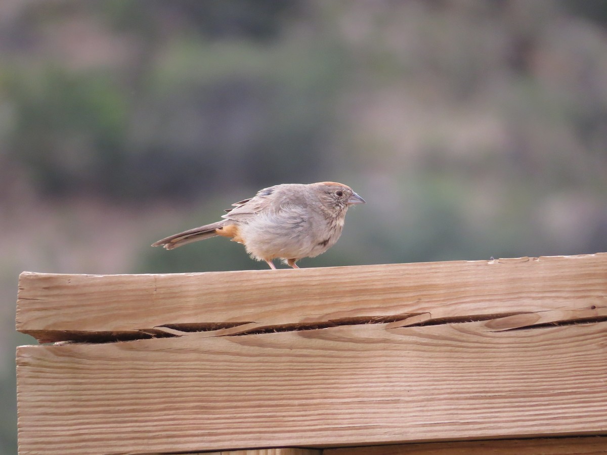 Canyon Towhee - ML29937491